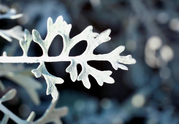 istock An unusual silvery-white rough leaf of a decorative plant on a blurred background 1388799231