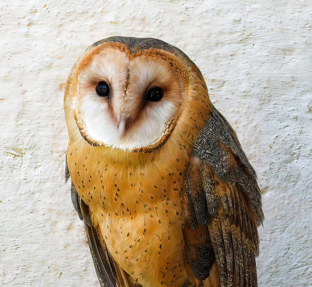 American Barn Owl - Tyto furcata, falconry