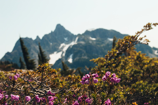 Flores alpinas Isla de Vancouver photo