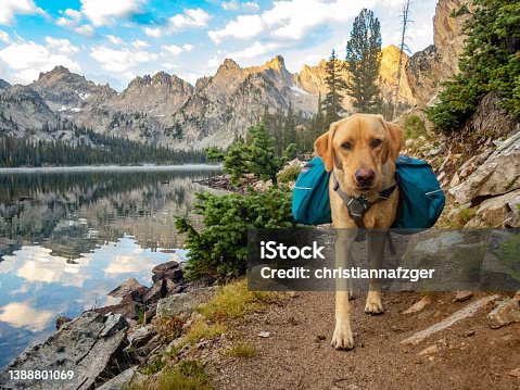 istock Backpacking in the Sawtooth Mountains with a yellow Labrador Retriever near Sun valley, Idaho 1388801069