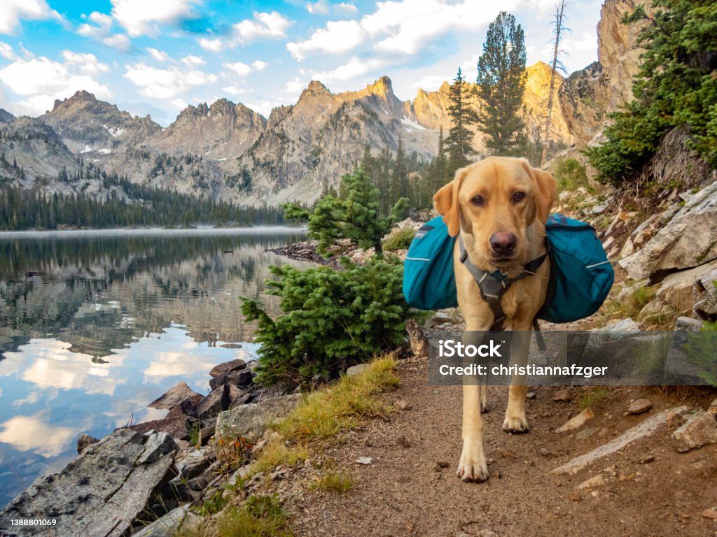 Backpacking in the Sawtooth Mountains with a yellow Labrador Retriever near Sun valley, Idaho Backpacking with a dog in the Sawtooth Mountain Wilderness at Alice Lake Dog Stock Photo