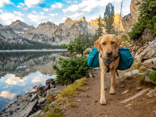 Backpacking in the Sawtooth Mountains with a yellow Labrador Retriever near Sun valley, Idaho stock photo