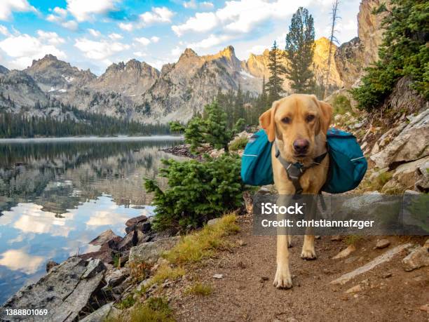 Backpacking In The Sawtooth Mountains With A Yellow Labrador Retriever Near Sun Valley Idaho Stock Photo - Download Image Now