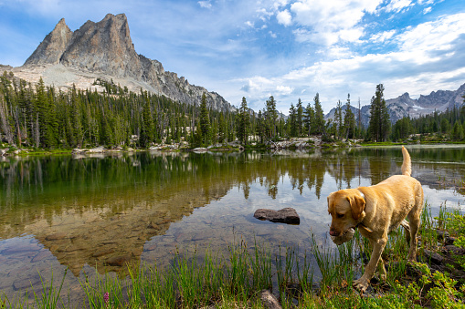 Hiking with a dog in the Idaho backcountry