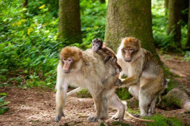 istock Two adult barbary macaques with young animal 1388801254
