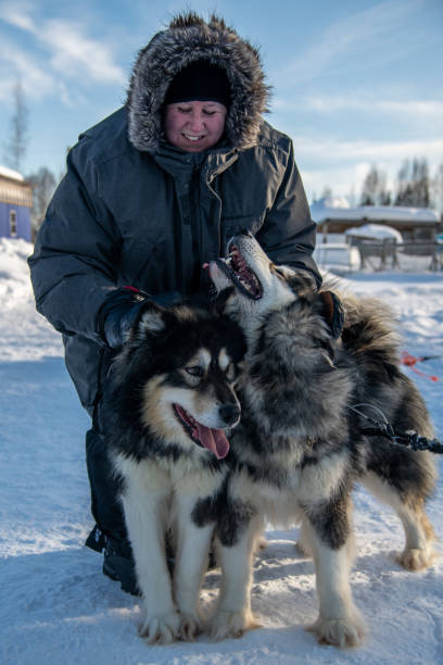 istock Alaska Sled Dogs 1388801256