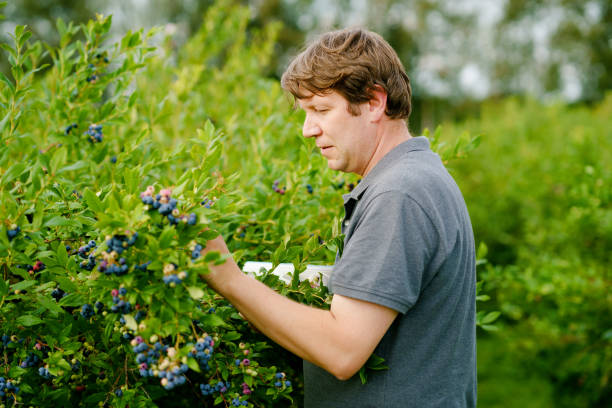 homme d’âge moyen cueillant des baies fraîches sur un champ de bleuets. l’homme cueille des baies bleues sur une ferme de verger biologique. les gens cultivent et jardinent. plaisir d’été en famille. aliments bio sains. - blueberry picking freshness berry photos et images de collection