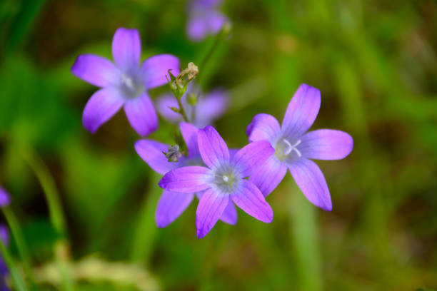 istock purple bluebells on green grass background, close-up 1388804001