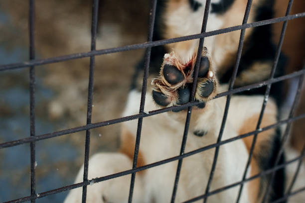 istock Homeless dogs. 1388804031
