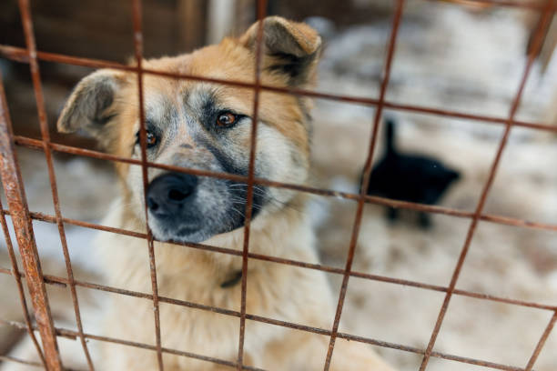 istock Homeless dogs. 1388804034