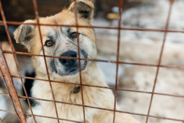 istock Homeless dogs. 1388804041