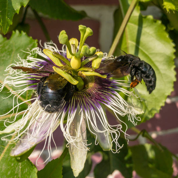Black Bees Collecting Pollen From A Passion Fruit Flower stock photo