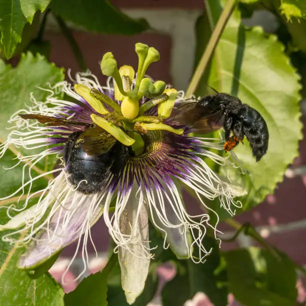 Two Black Bees Collect Pollen From A Passion Fruit Flower (Photographed In Northern Peru)