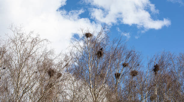 corvus frugilegus e corvus corone - colonia di torri e corvi - crows nest foto e immagini stock