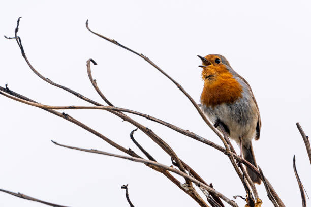 European robin, erithacus rubecula, singing from a winter tree branch European robin, erithacus rubecula, singing from a winter tree branch, Woolacombe, Devon croyde bay photos stock pictures, royalty-free photos & images