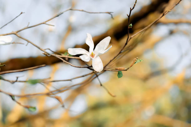fleur de magnolia blanc au printemps et ciel bleu clair. faible profondeur de champ. image tonale - spring magnolia flower sky photos et images de collection