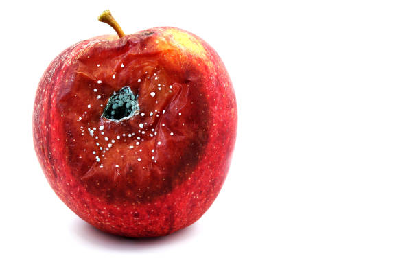 czerwone jabłko w złym stanie i z grzybami na białym tle - apple rotting bad apple fruit zdjęcia i obrazy z banku zdjęć