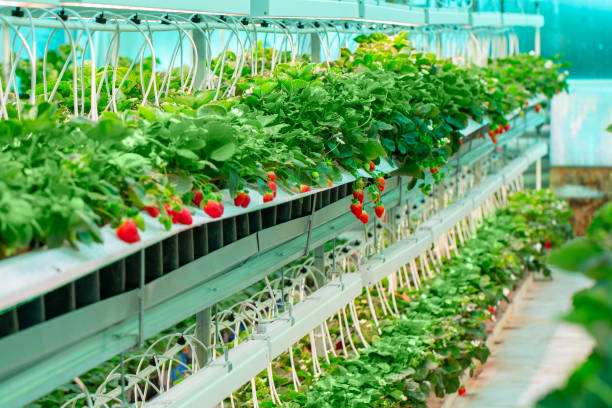 istock strawberries in a greenhouse 1388806611