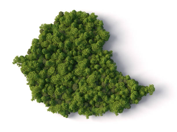istock Forest in shape of Ethiopia map 1388806897