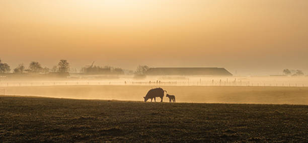 istock Schaap met lam op een mistige voorjaarsochtend 1388807625