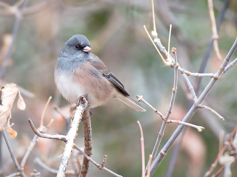 Dark-eyed Junco