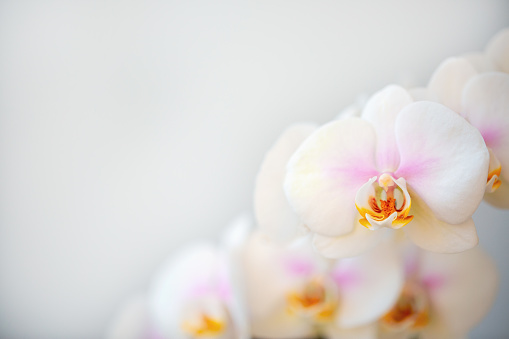 Blooming white orchid on a light background with copy space. Floriculture, house plants, hobby.