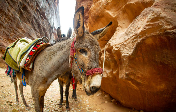 istock Donkey resting in Petra Jordan 1388808784
