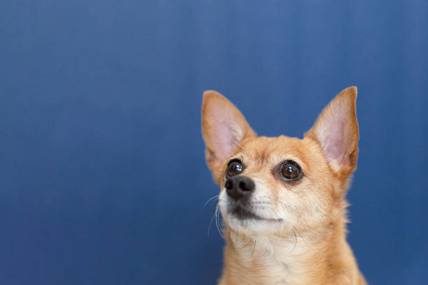 istock Thoroughbred dog on a blue background. A terrier. Portrait. Copy space 1388809915