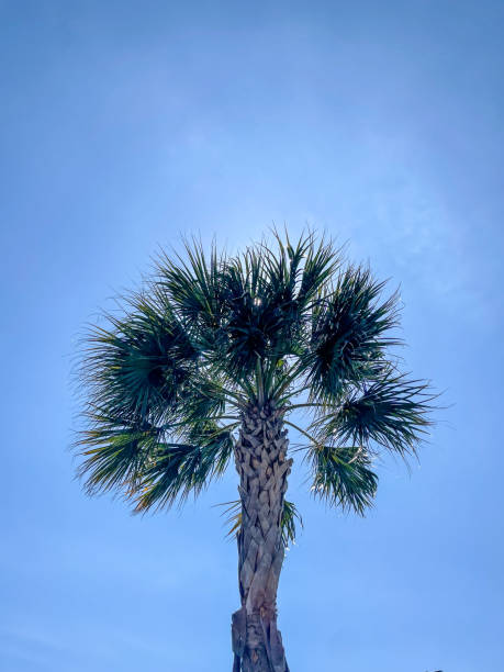 palmetto baum vor einem sonnigen blauen himmel - palmetto stock-fotos und bilder