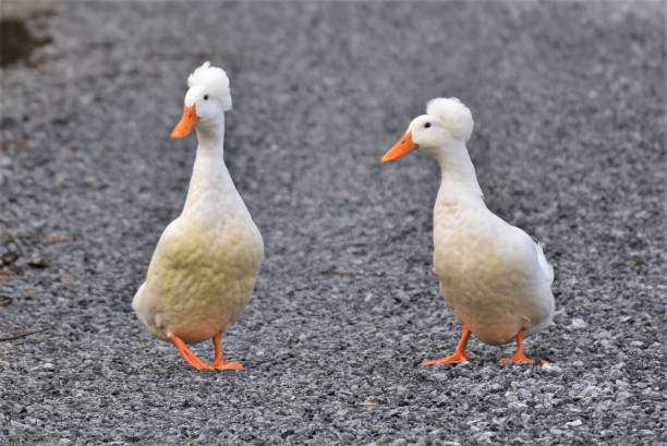 istock Two ducks walking on gravel. 1388810319