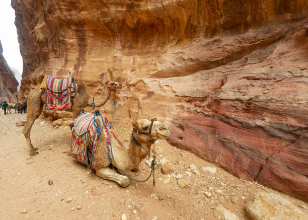 decorated camel in the desertDubai