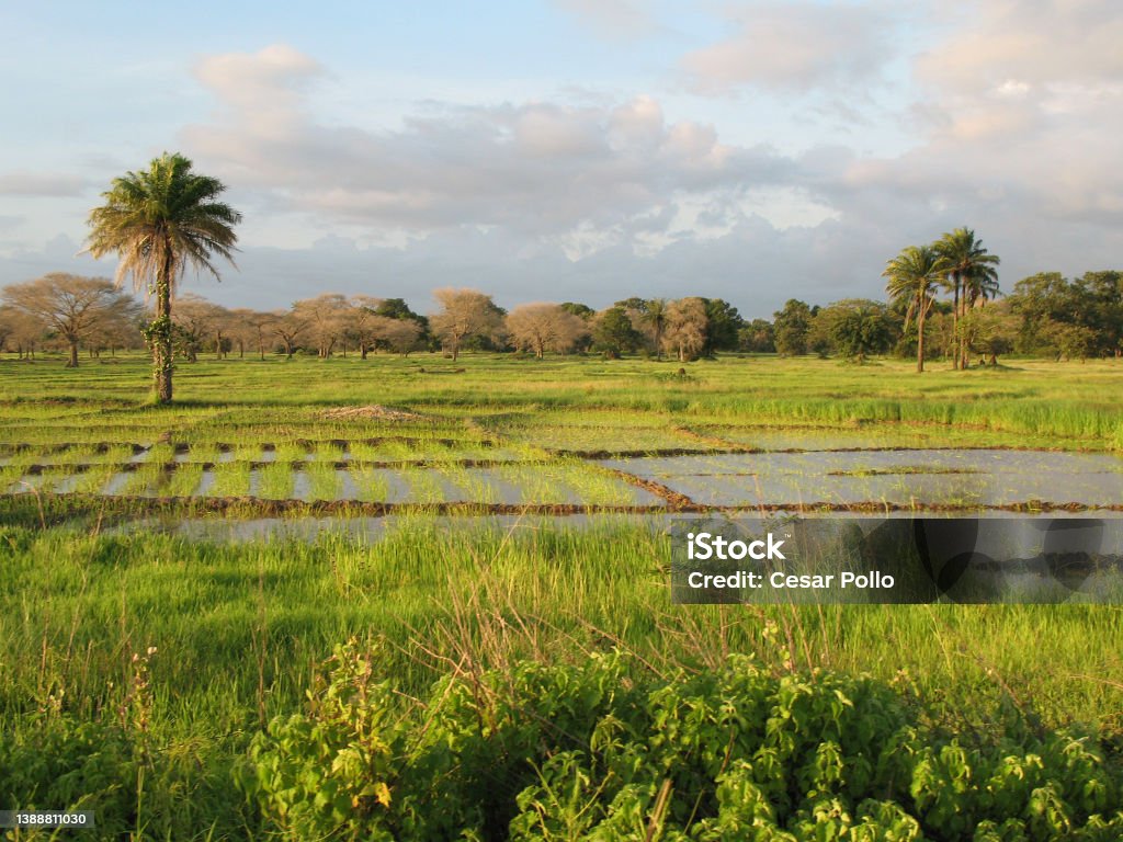 A landscape in the region of Casamance A landscape near of Diouloulou with rice crops in the region of Casamance, Senegal Casamance Stock Photo