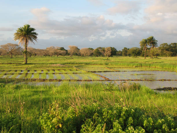 A landscape in the region of Casamance A landscape near of Diouloulou with rice crops in the region of Casamance, Senegal casamance photos stock pictures, royalty-free photos & images