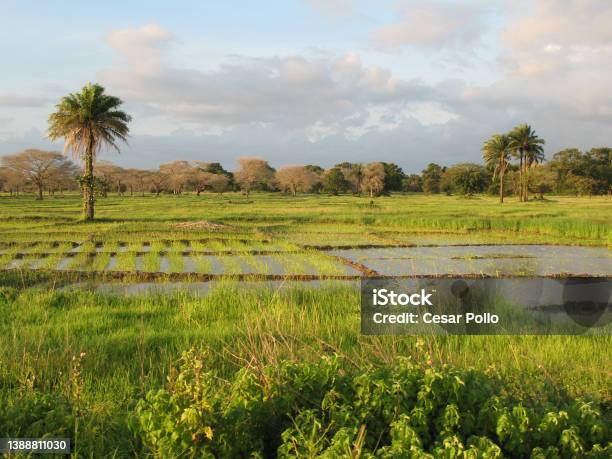 A Landscape In The Region Of Casamance Stock Photo - Download Image Now - Casamance, Senegal, River