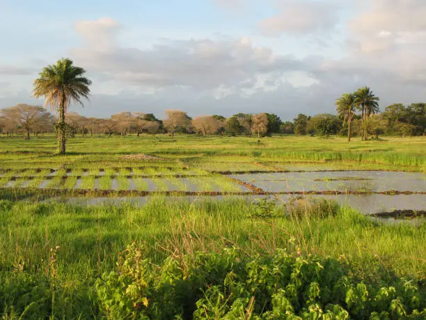 A landscape near of Diouloulou with rice crops in the region of Casamance, Senegal