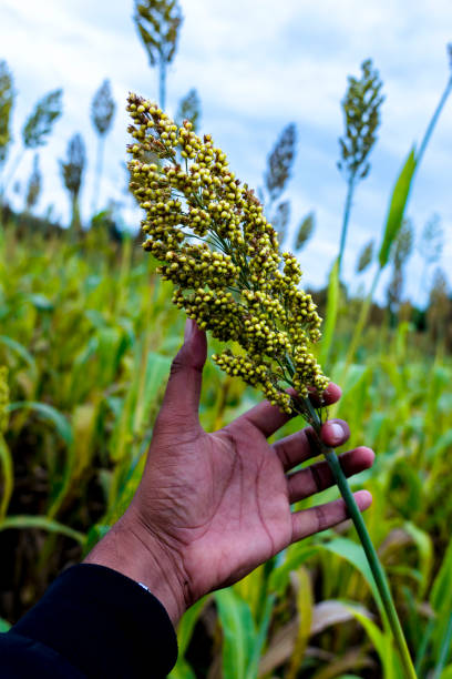 istock Doura jwari farm very beautiful image green colour 1388812944