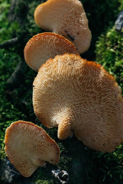 Polyporus squamosus grow in the forest
