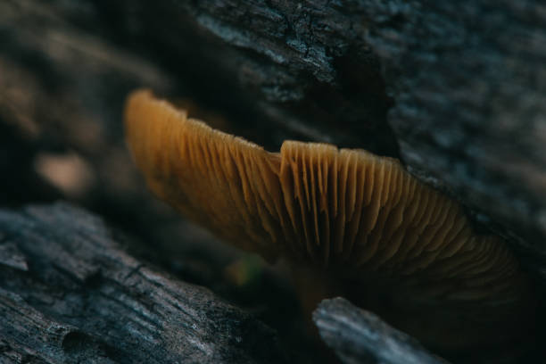 istock Mycelium of Polyporus squamosus 1388814070