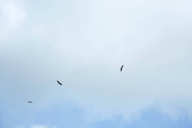Three storks fly high behind each other in the blue sky.
