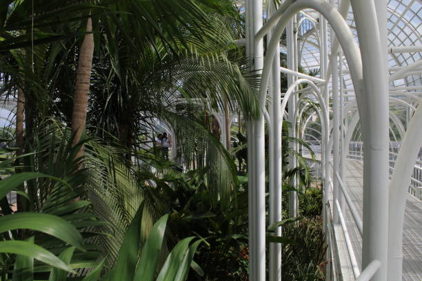 istock Plants inside the greenhouse 1388815414