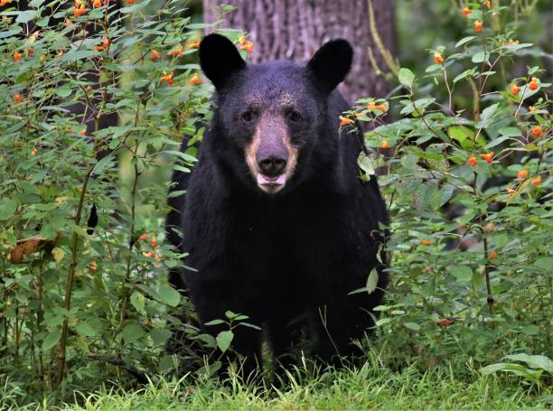istock Black bear sitting in bushes. 1388815416