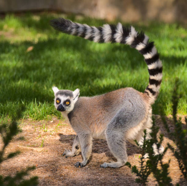 Cute lemur with a long beautiful tail. Ring-tailed lemur with a long beautiful tail. Animal of Madagascar, Africa. High quality nature photo. lemur catta stock pictures, royalty-free photos & images