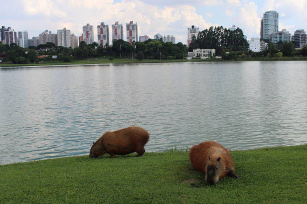 istock Capybaras in the park 1388815638