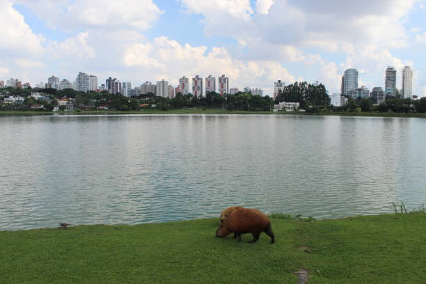 istock Capybara eating in the park 1388815656