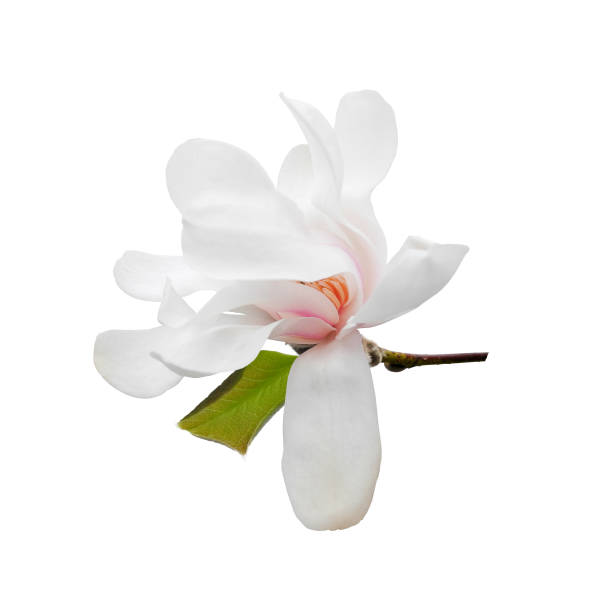 istock Magnolia flower with leaf isolated on white 1388816338