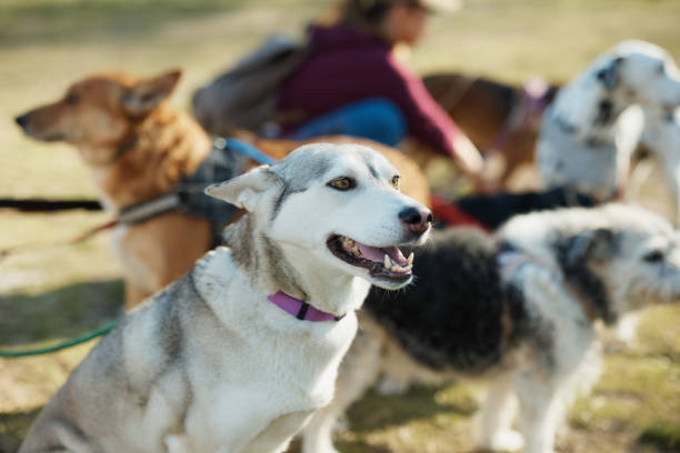 istock Group of different breed dogs during a walk in the park. 1388816463