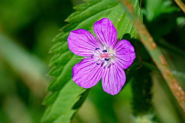 istock Pink flower in the forest 1388816629