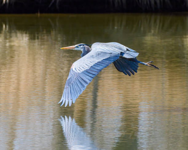 trouvé dans la majeure partie de l’amérique du nord, le grand héron bleu est le plus grand oiseau de la famille heron. - animal beak bird wading photos et images de collection