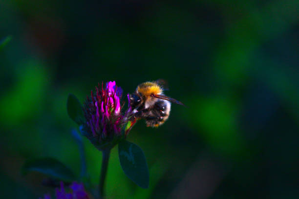 a tree bumblebee (bombus hypnorum) feeding on a red clover flower (bee) close up (macro) (bombus pascuorum) a tree bumblebee (bombus hypnorum) feeding on a red clover flower (bee) close up (macro) (bombus pascuorum) bombus hypnorum pictures stock pictures, royalty-free photos & images