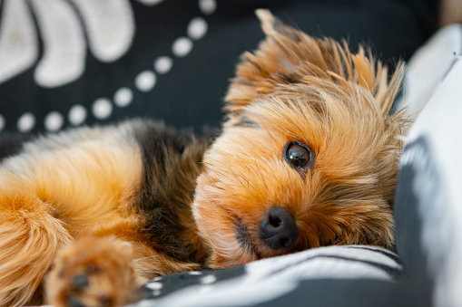 Yorkshire terrier in a coach.